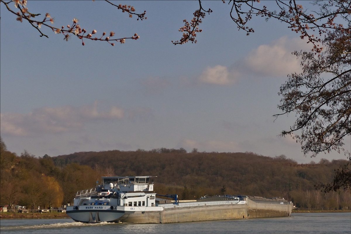 .Schubverband  MARK HARDI I  und Leichter  MARK HARDI II  hat vor kurzem die Schleuse von Stadtbredimus verlassen und fährt Flußaufwärts weiter. Schiffsdaten (I) ENI 04807950; L 95,50 m; B 11,45 m;T 2828; (II) ENI 02316772; L 76,50 m; B 11,45 m; T 3043.  13.03.2016  (Jeanny)