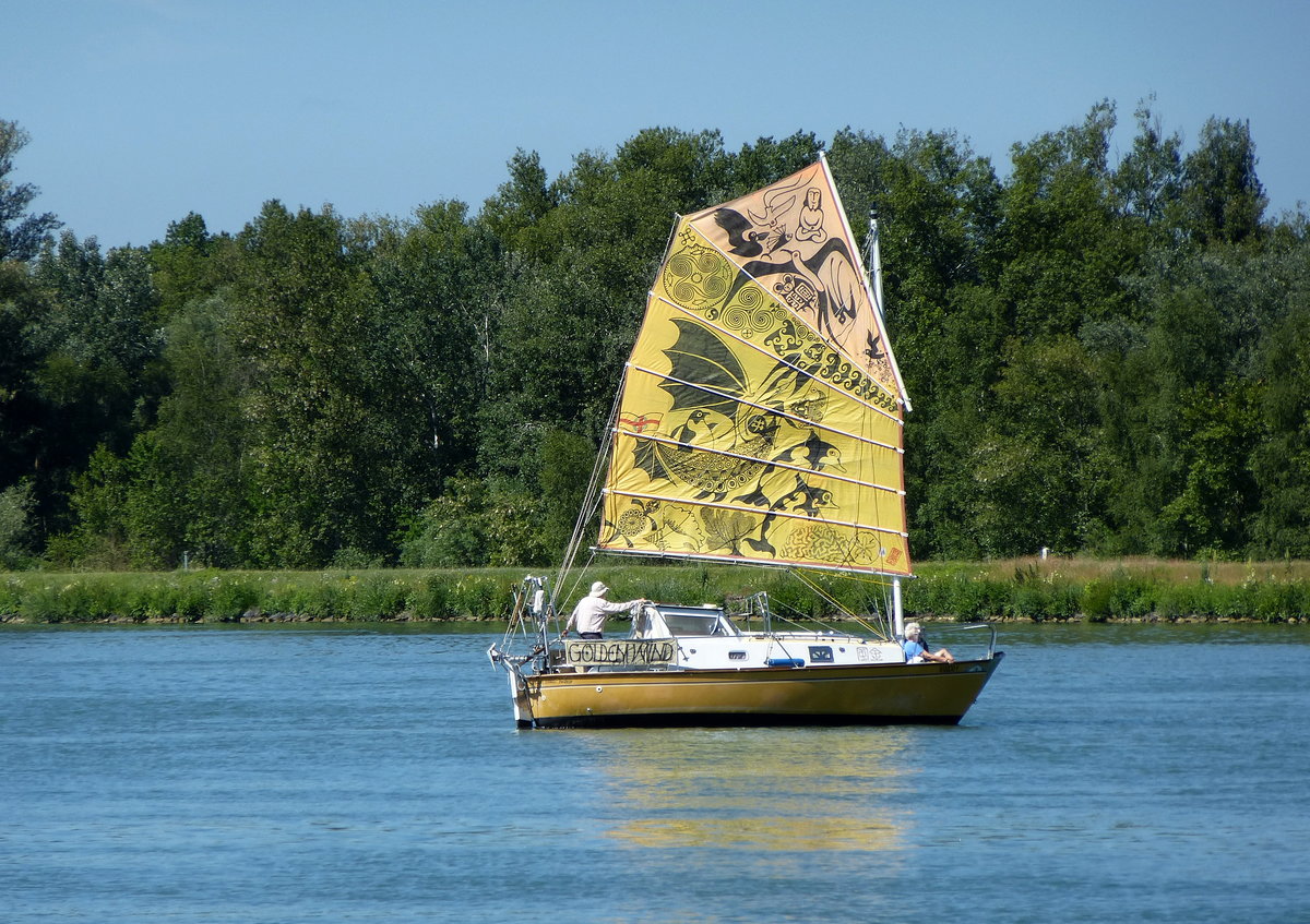 Segelboot  Golden Wind , auf dem Rhein nrdlich von Breisach, Juni 2017