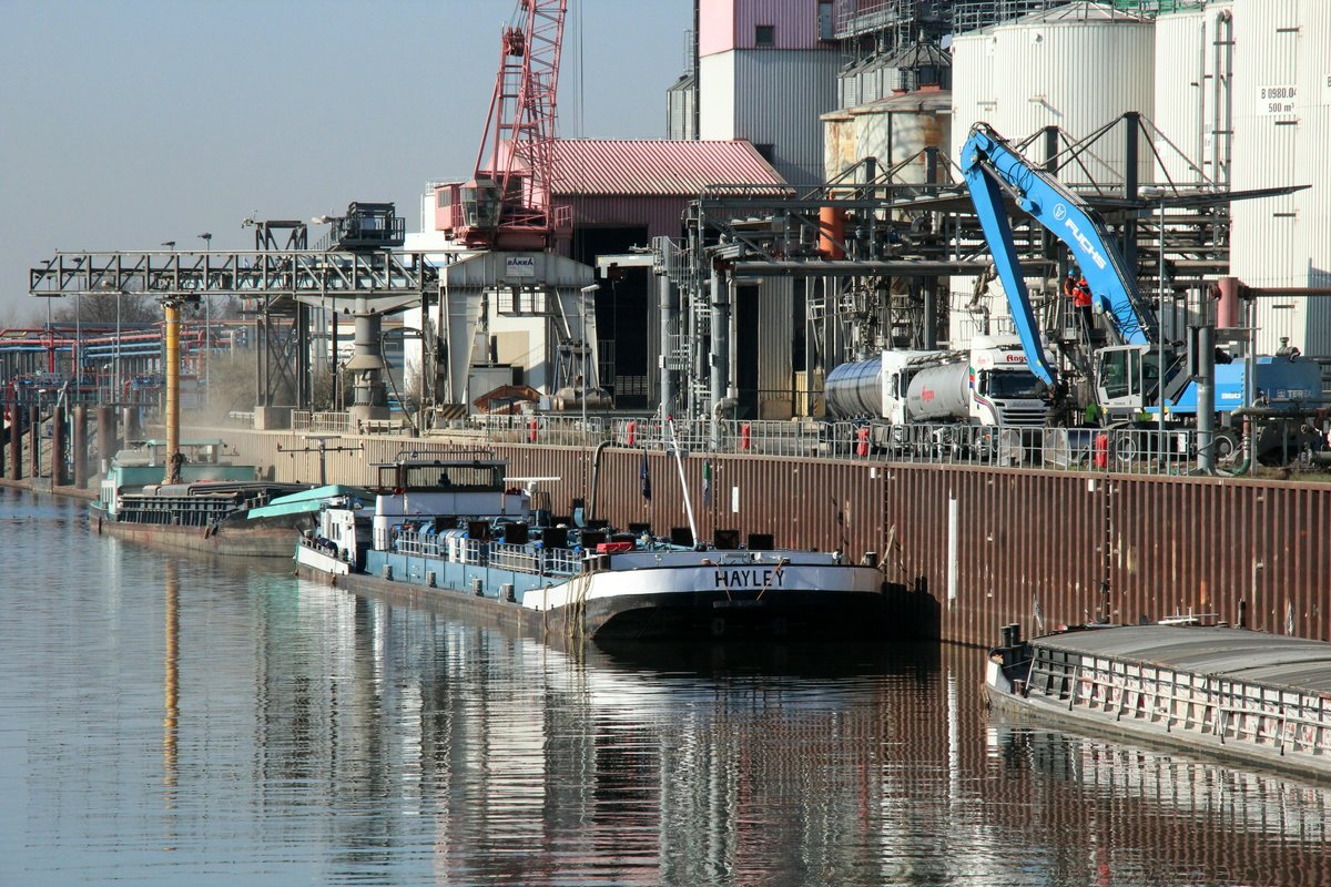 TMS Hayley (04015020 , 85 x 9m) lag am 18.02.2019 im Becken 2 der Magdeburger Häfen.