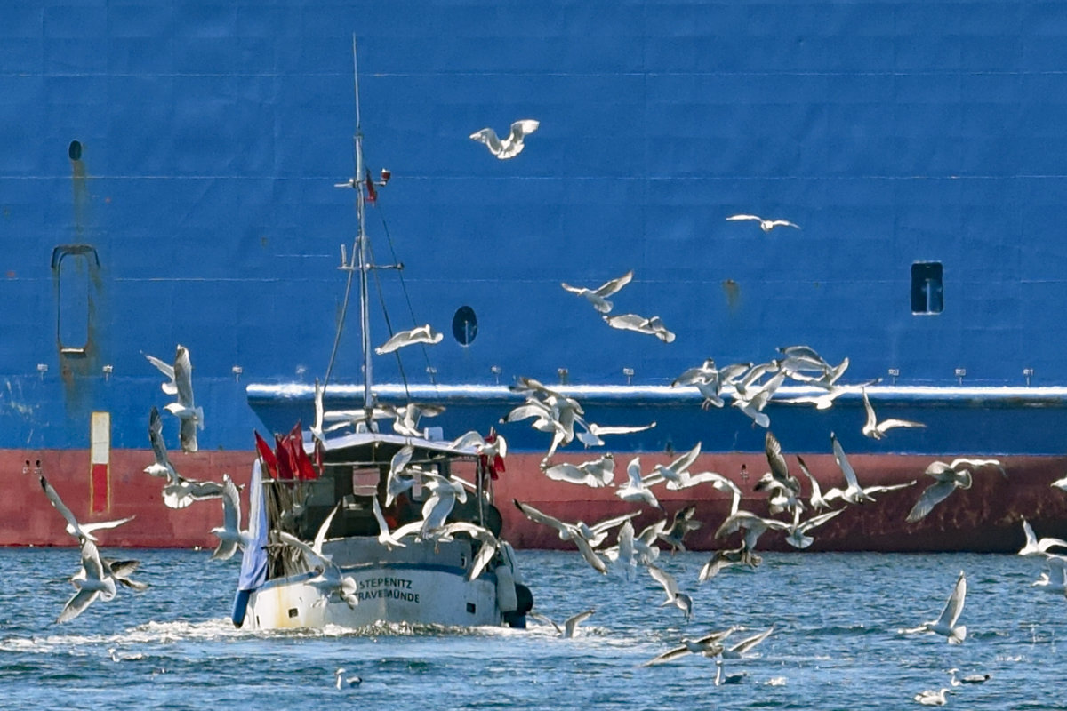 Von vielen Möwen begleitet, ist das Fischereifahrzeug TRA 5 STEPENITZ im Hafen von Travemünde unterwegs. Aufnahme vom 27.4.2021