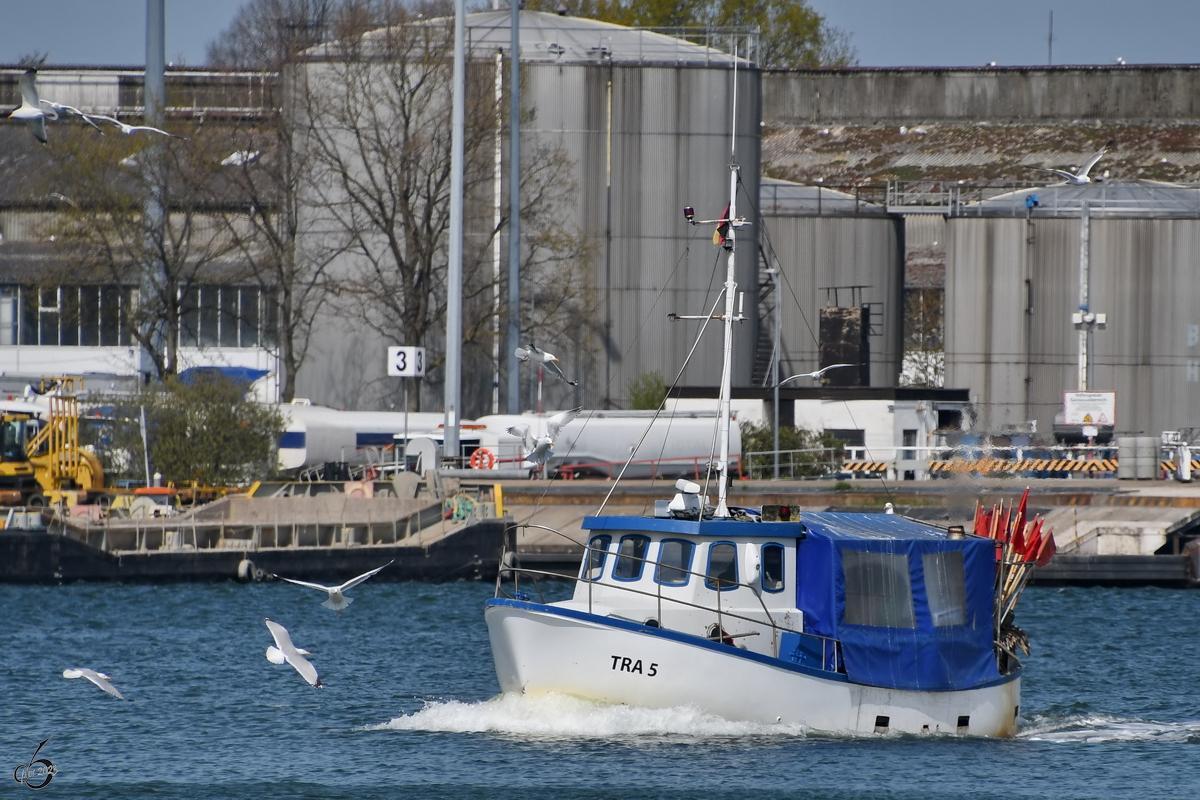 Von zahlreichen Möwen begleitet schipperte das Fischereiboot TRA 5 die Trave entlang. (Travemünde, Mai 2023)