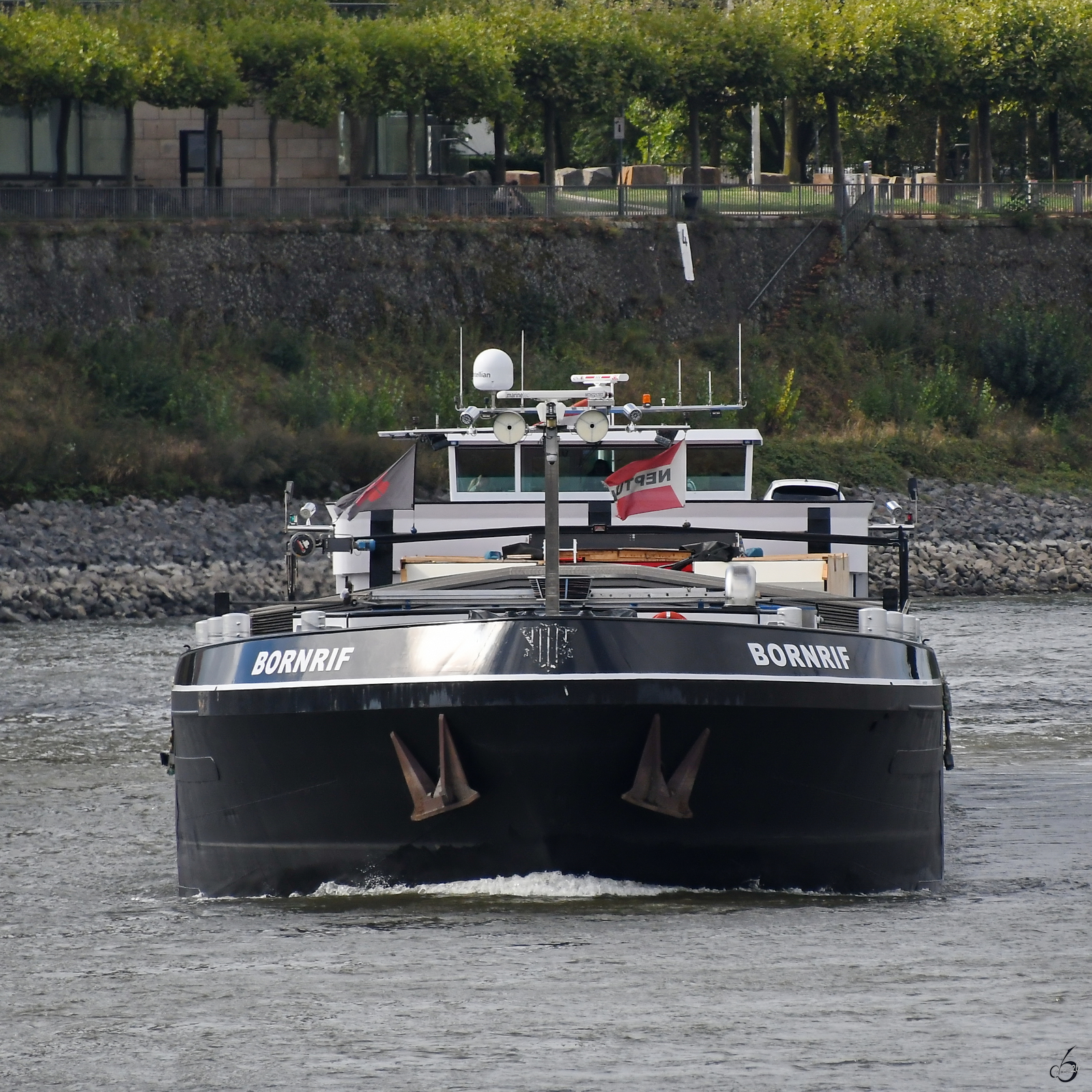 Das 1994 gebaute G�termotorschiff BORNRIF (ENI: 02321276) auf dem Rhein, so gesehen Anfang September 2026 in D�sseldorf.