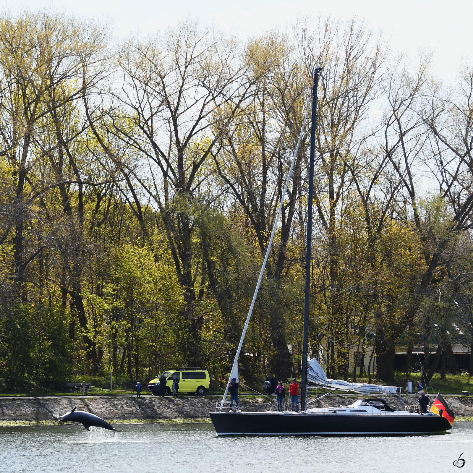 Im April 2023 begleitete im Priwall Delfin  Delle  ein Segelboot bei der Ausfahrt.