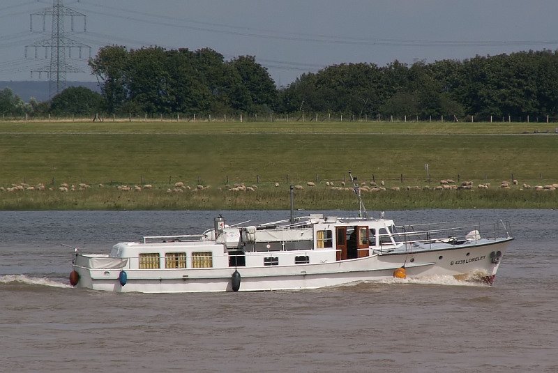 Die  Loreley  bahnt sich ihren Weg durch das Hochwasser des Rheins. Das Foto stammt vom 13.08.2007