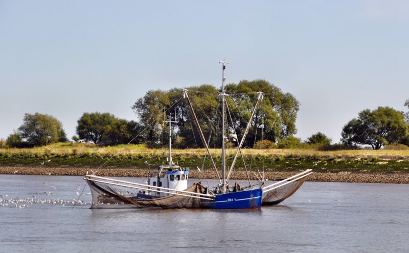 Fischkutter BRA 1 am 23.08.09 auf der Weser bei Brake