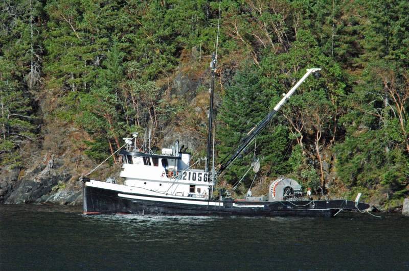 Hier kommt der Kanadische Wildlachs her. Die Netze sind am Land befestigt und die ganze Breite des Alberni Inlets wird abgefischt.