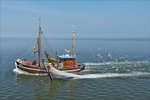 . Fischkutter Poseidon (Har 7), mit den Fischernetzen im Wasser wird von einer Horde Möven beim Fischen begleitet. Aufgenommen bei der Fahrt von Harlesiel zur Insel Wangerooge  02.05.2016