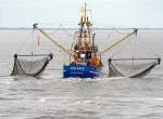 Baumkurrenfischerei. Der Krabbenkutter POLARIS, Fischereinummer NEU 230, im Wattenmeer zwischen Neuharlingersiel, Spiekeroog und Langeoog am Morgen des 15. Mai 2014.