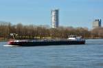 TMS  Otter  auf dem Rhein bei Bonn-Oberkassel - 12.02.2014