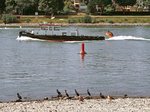 Das Arbeitsschiff  Speyer  der Wasser- und Schifffahrtsverwaltung des Bundes passiert an einem heißen Sommertag die Sonnenbank der Kormorane und Nilgänse in Koblenz-Pfaffendorf.