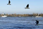 GMS  Duc in Altum , Kohlefrachter  umrahmt  von Möwen, Rhein in Bonn 27.01.2018