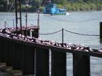 19.7.06 Hamburg - Einfahrt nach Finkenwerder, stndig versuche ich, die dortigen Mwen auf einer Spundwand zu knipsen. Die Fhre ist aber immer hllisch schnell unterwegs. 