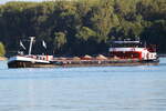 Gütermotorschiff SIRIUS, ENI 04603130, Bj 1961, Flagge DEU. Zu Tal fahrend auf dem Rhein bei Nierstein am 22.09.2022.