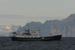 Die M/S  Langysund  bei der Orca-Safari im Vestfjorden.