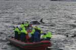 Ein Zodiac bei der Orca-Safari im Vestfjorden.