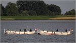 Die Börteboote HEL 2 STEINGRUND (links) und HEL 30 STÖRTEBEKER sind am 28.05.2016 auf der Unterweser unterwegs. Helgoländer Börteboote sind etwa 10 m lang, hochseetüchtig und führen eine Fischereikennung.