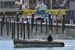 Arbeitsboot LASSE am 28.02.2023 im Hafen von Lübeck-Travemünde