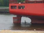 CAP ANDREAS (IMO 9629445) am 6.5.2014, Detailaufnahme des Heckbereiches (Ruder), Hamburg, als Überlieger an den Pfählen in der Norderelbe /  Containerschiff / GT 69,809 / Lüa 270,9 m, B