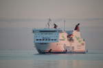 Die StenaLine Fähre Mecklenburg-Vorpommern auf Ihrem Seeweg von Trelleborg nach Rostock-Überseehafen beim Einlaufen in Warnemünde am Morgen des 19.06.2017 gegen 04:58 Uhr