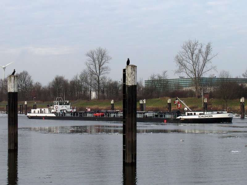 Unter den strengen Blicken zweier Kormorane luft TMS SCHILDHORN, Hamburg elbaufwrts zur Schleuse Geesthacht, 22.01.2009
