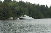 Die Frances Barkley in Bamfield am Steg. Sie ist eine ehemalige Norwegische F�hre ex MS Rennesoy ex MS Hidle Bj1958