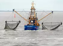 Baumkurrenfischerei. Der Krabbenkutter POLARIS, Fischereinummer NEU 230, im Wattenmeer zwischen Neuharlingersiel, Spiekeroog und Langeoog am Morgen des 15. Mai 2014.