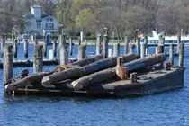 Ein Arbeitsponton Anfang April 2019 in Travemünde.