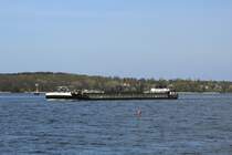 GMS Denise (04805520 , 105 x 9,50m) am 15.04.2020 auf Havel-Talfahrt zw. der Pfaueninsel und dem Krughorn. Im Hintergrund Berlin-Kladow.