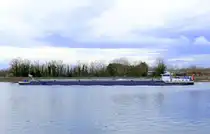 TMS Fenne, rheinaufwärts vor der Staustufe Vogelgrün/Elsaß, Feb.2025